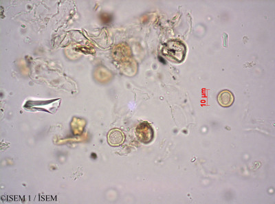 ISEM 1/Phyllanthus_muellerianus_24589/Phyllanthus_muellerianus_24589_0001(copy)_thumb.jpg